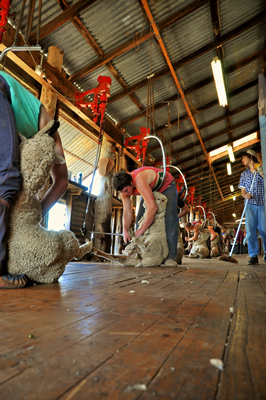 Steam Plains Shearing 022144 © Claire Parks Photography 